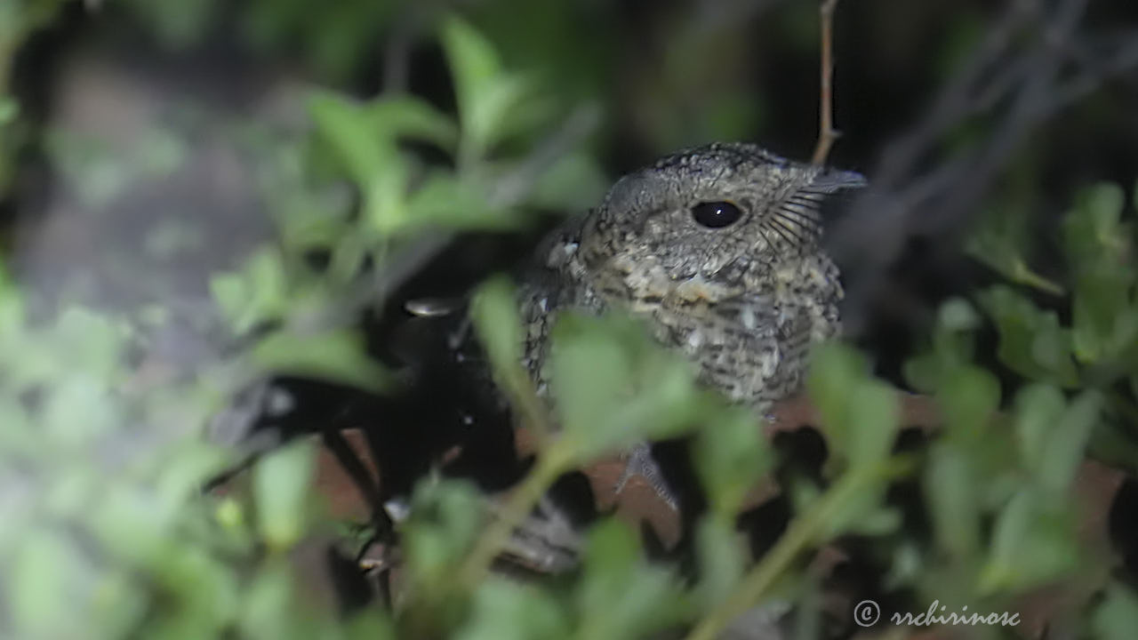 Tschudi's nightjar