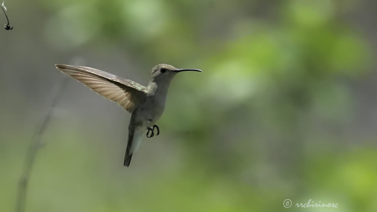 Tumbes hummingbird