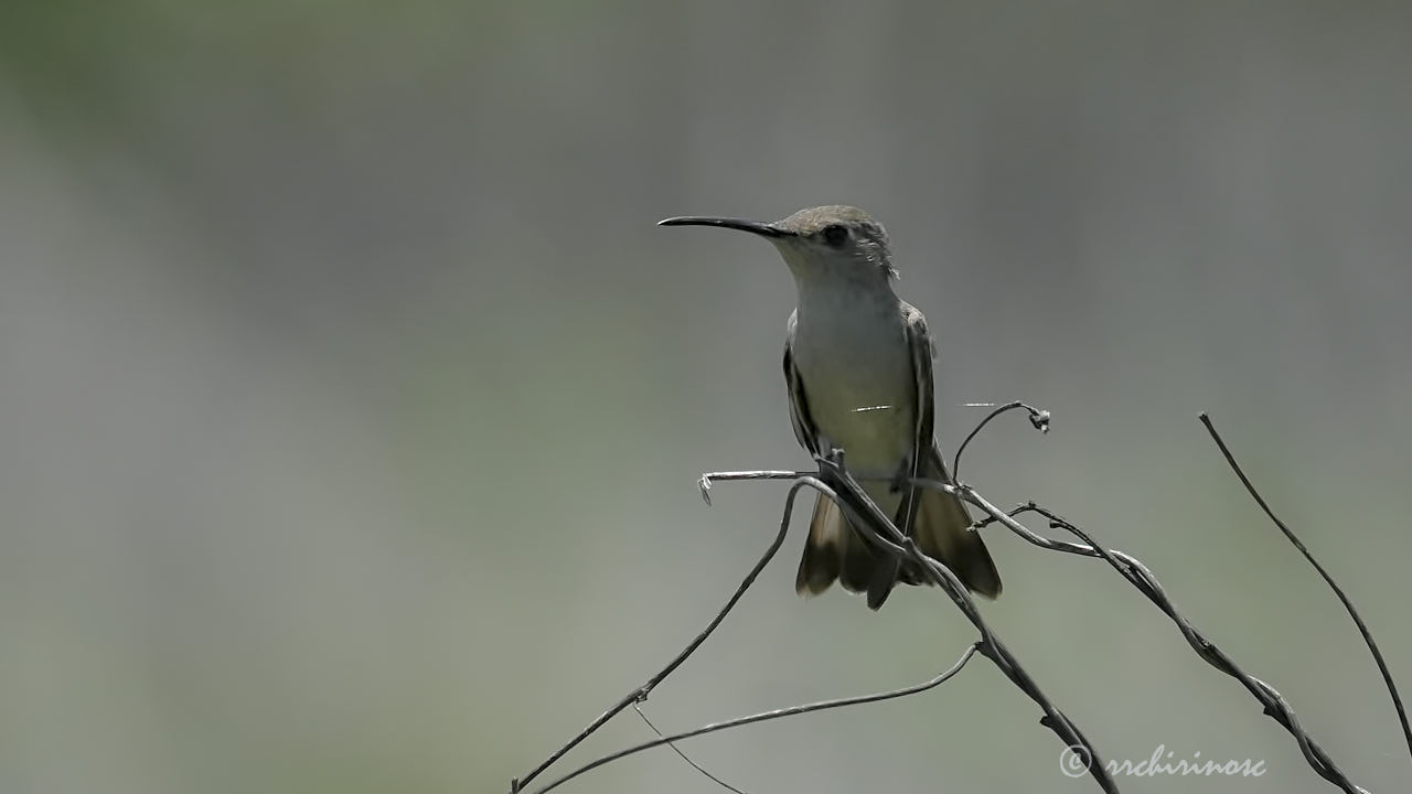 Tumbes hummingbird