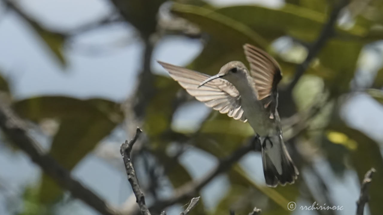 Tumbes hummingbird