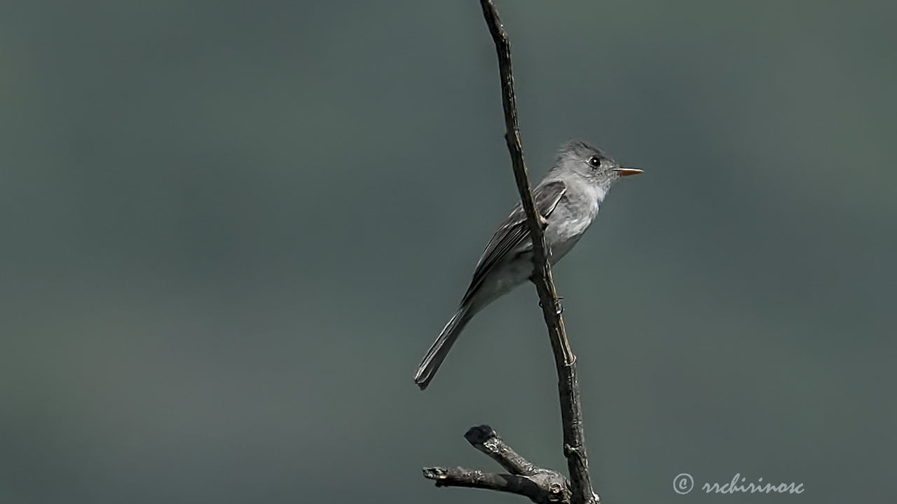 Tumbes pewee
