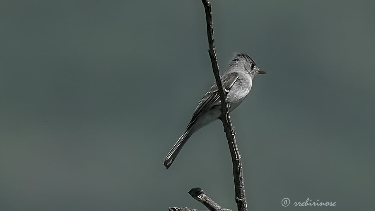 Tumbes pewee