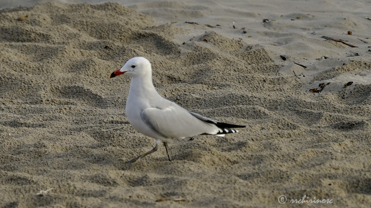 Audouin's gull