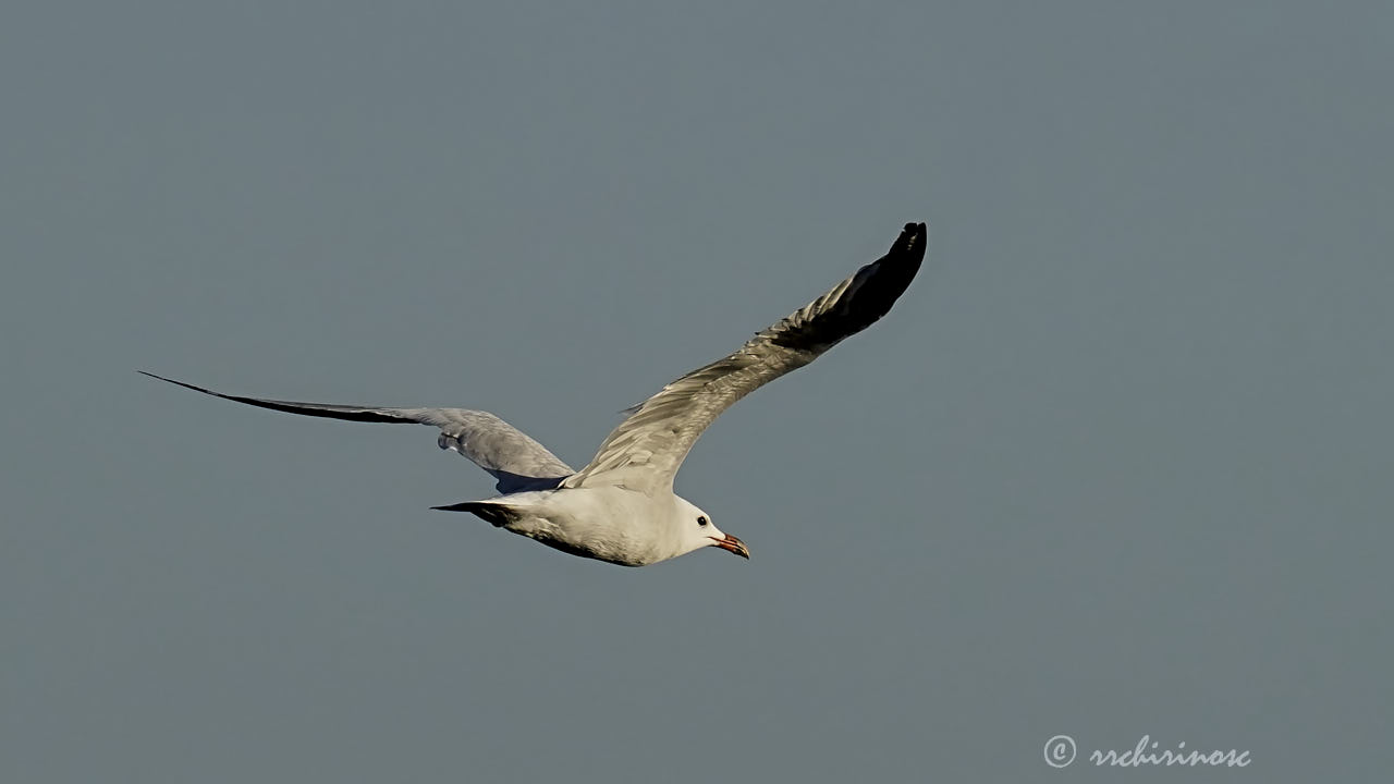 Audouin's gull