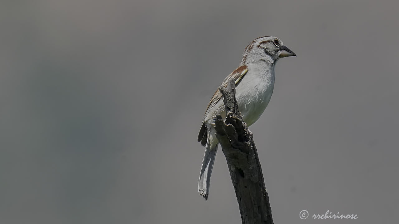 Tumbes sparrow