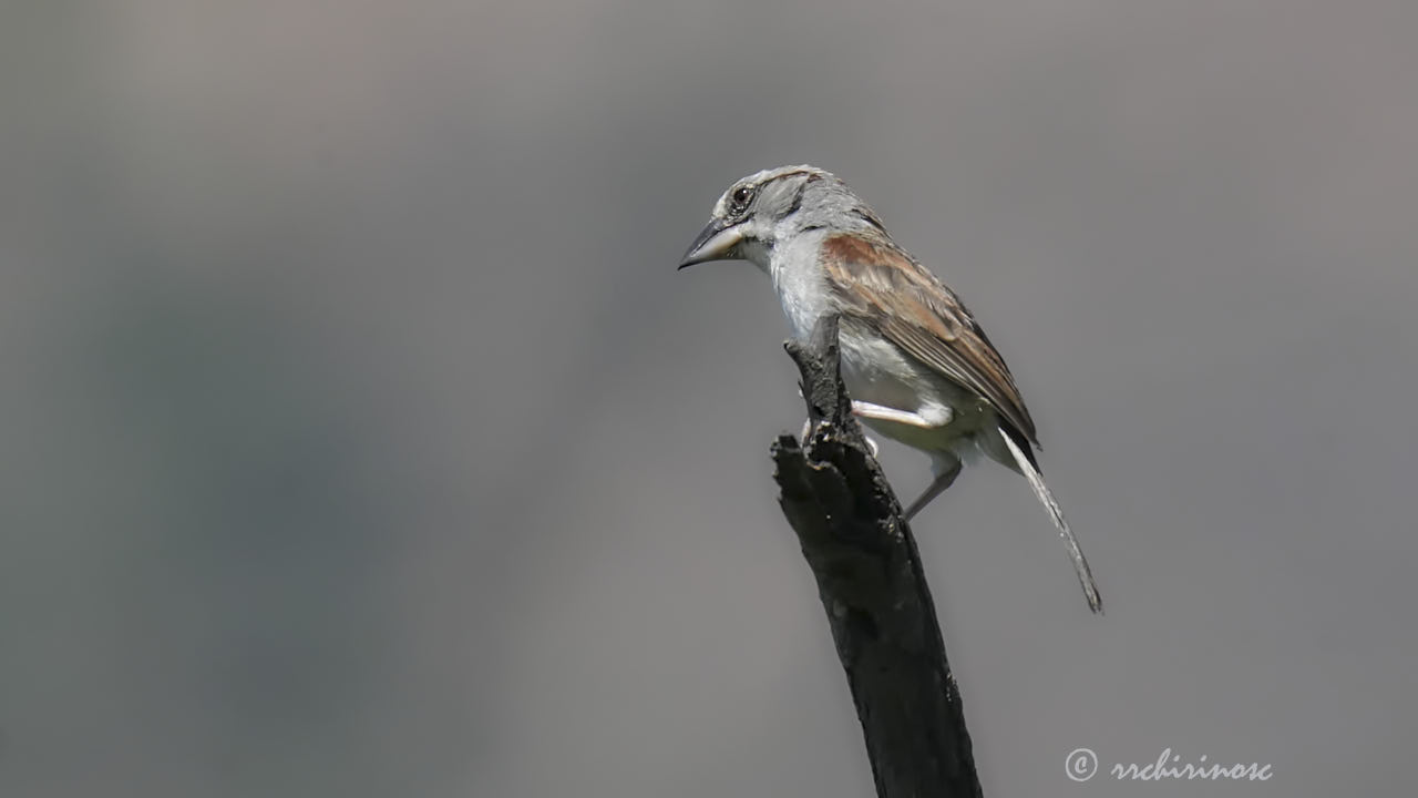 Tumbes sparrow