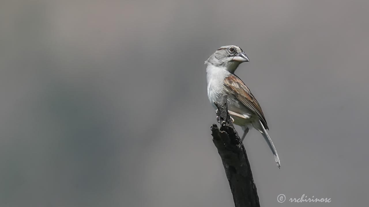 Tumbes sparrow