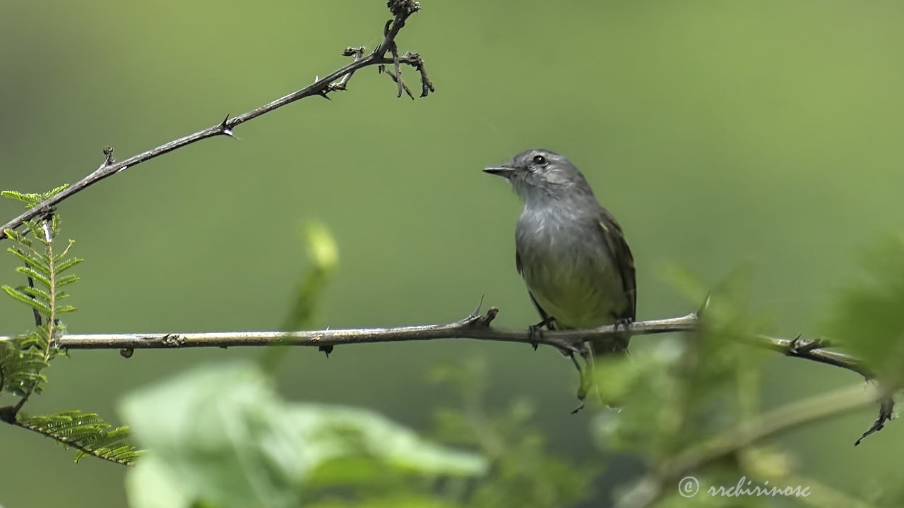 Tumbesian tyrannulet