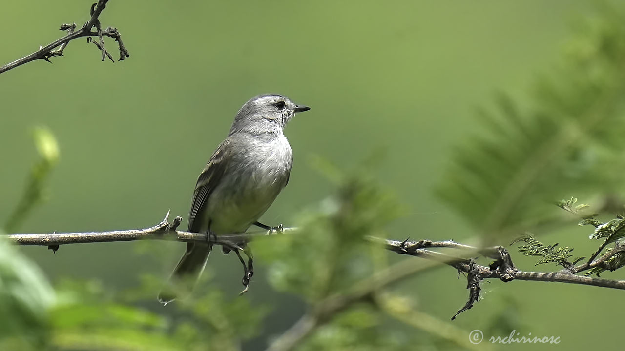 Tumbesian tyrannulet