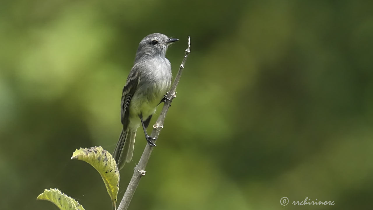 Tumbesian tyrannulet