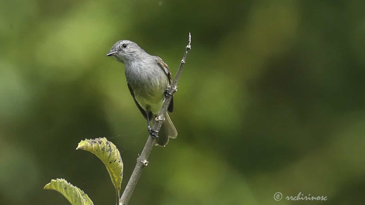Tumbesian tyrannulet