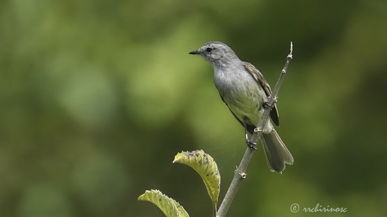 Tumbesian tyrannulet