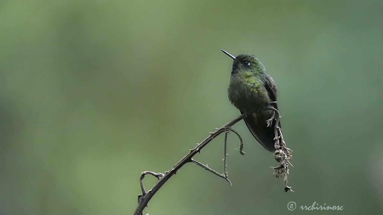 Tyrian metaltail