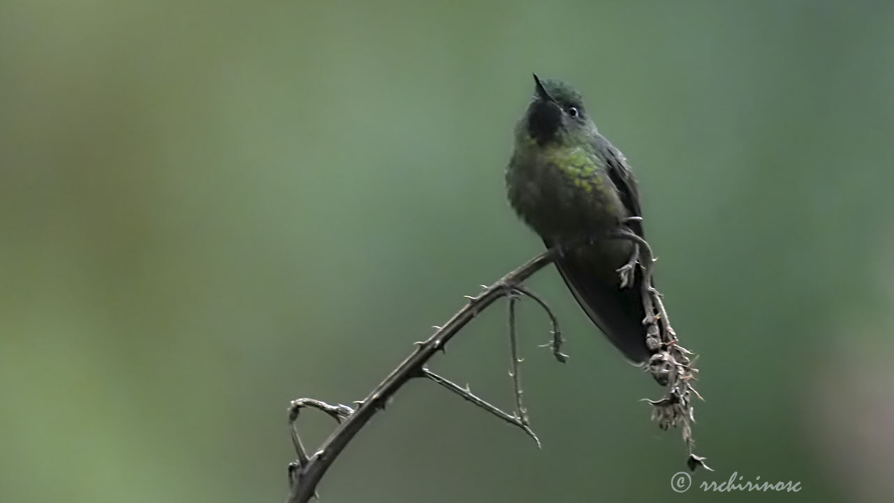 Tyrian metaltail