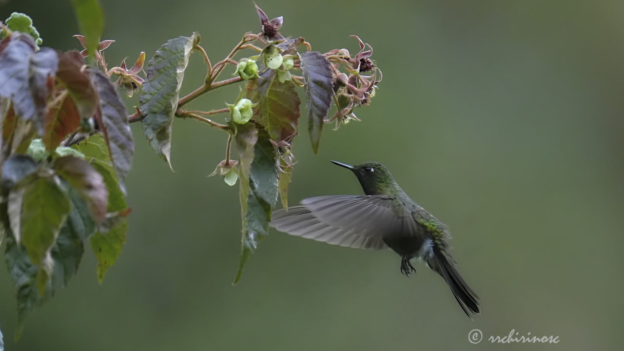 Tyrian metaltail