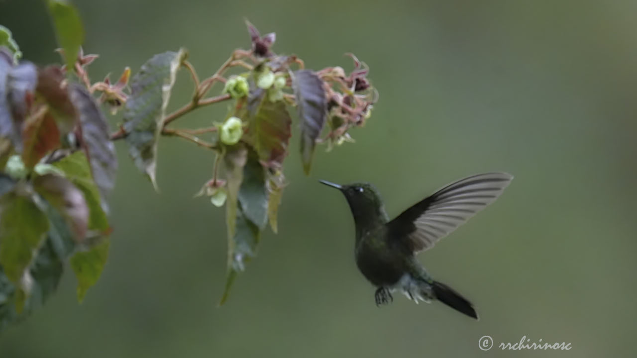 Tyrian metaltail