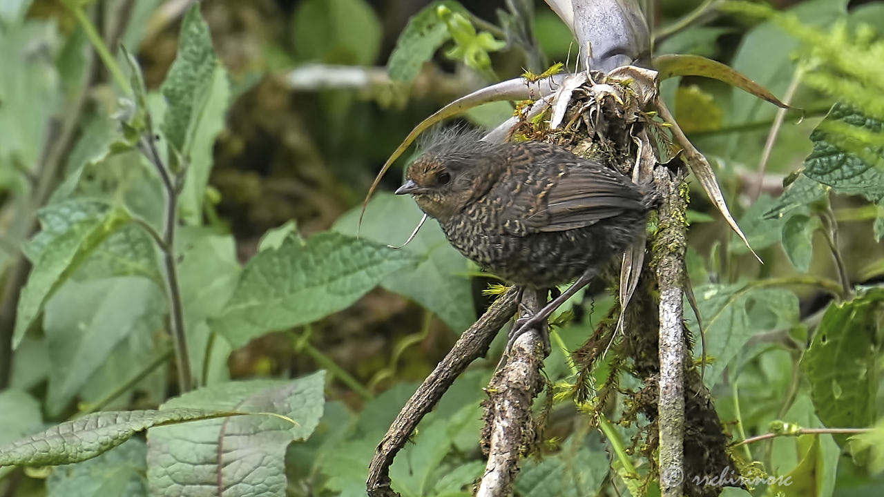 Utcubamba tapaculo