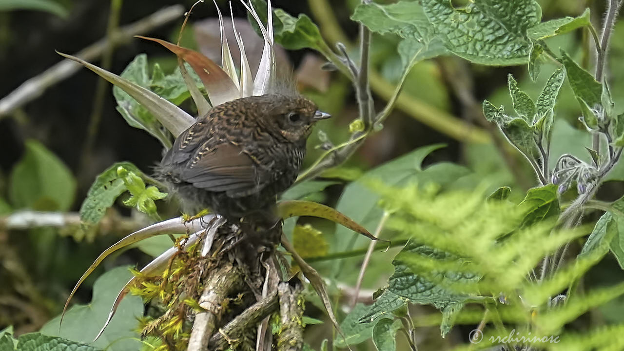 Utcubamba tapaculo