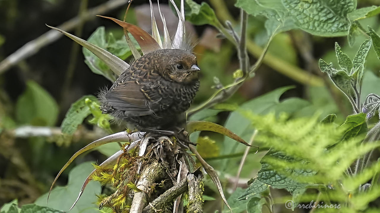 Utcubamba tapaculo