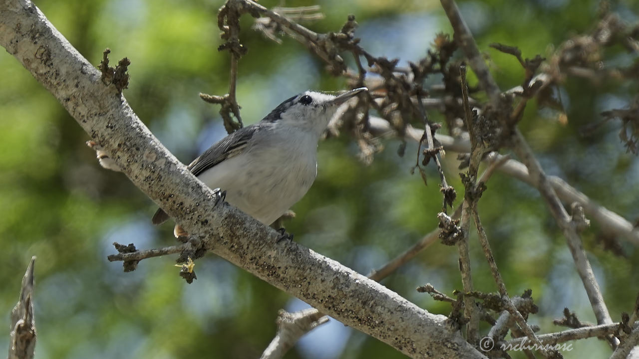 White-browed gnatcatcher