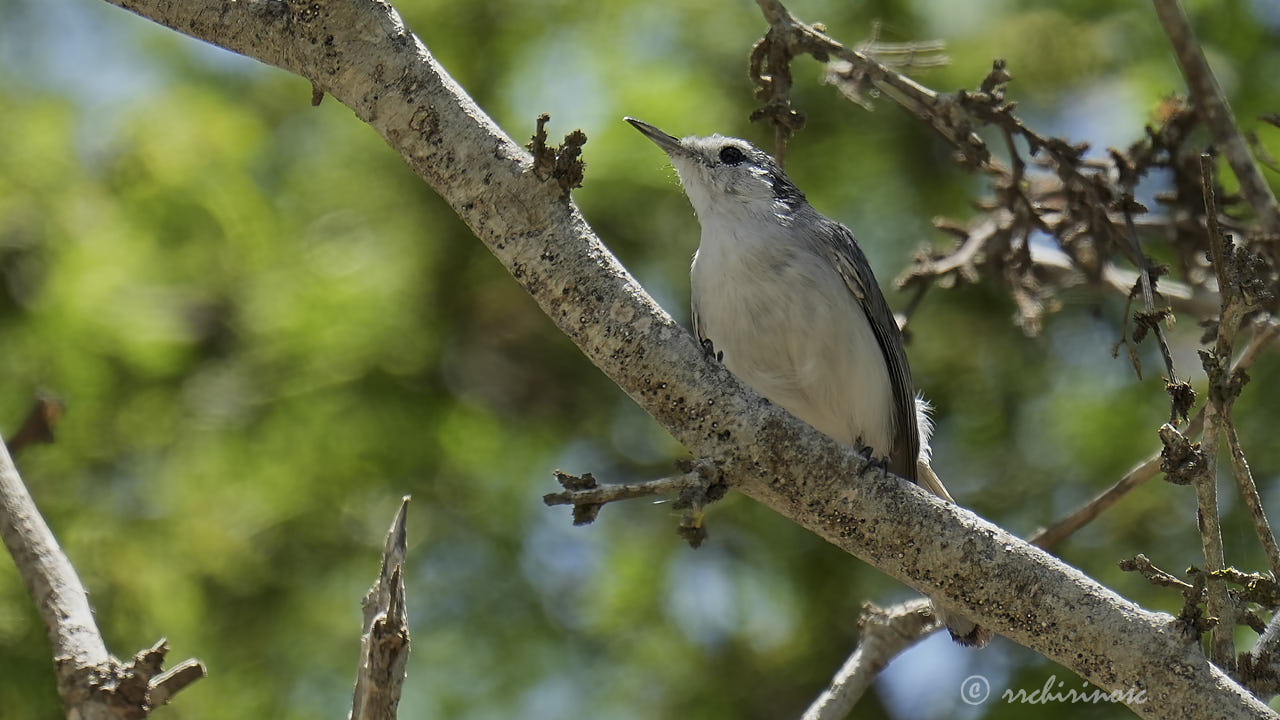 White-browed gnatcatcher