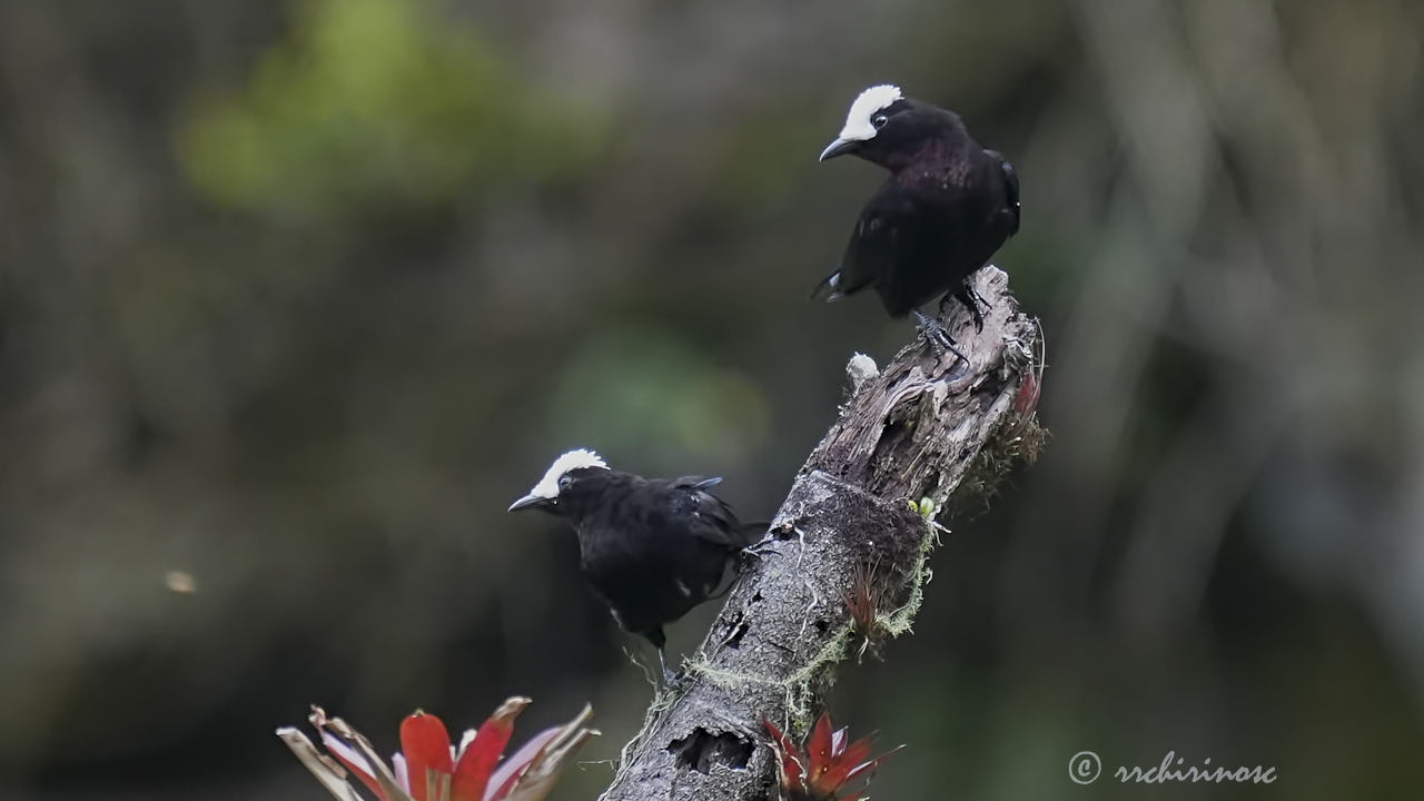 White-capped tanager