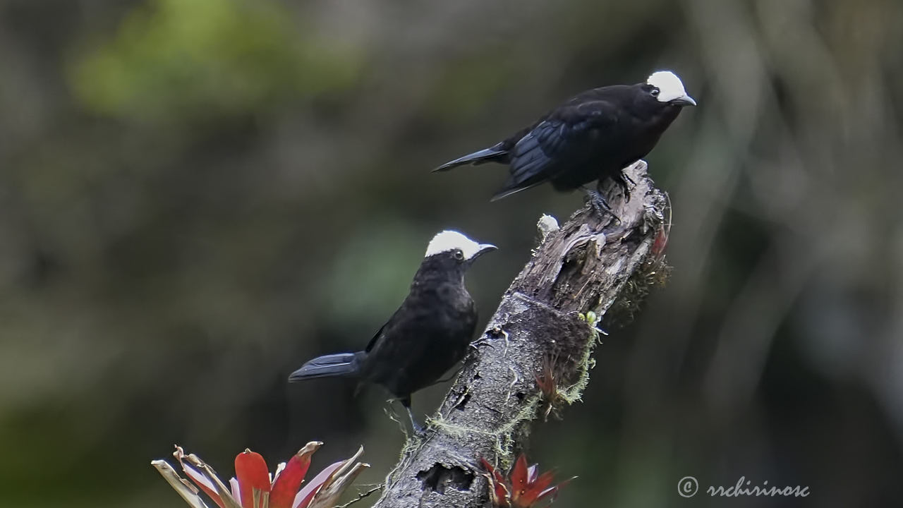 White-capped tanager