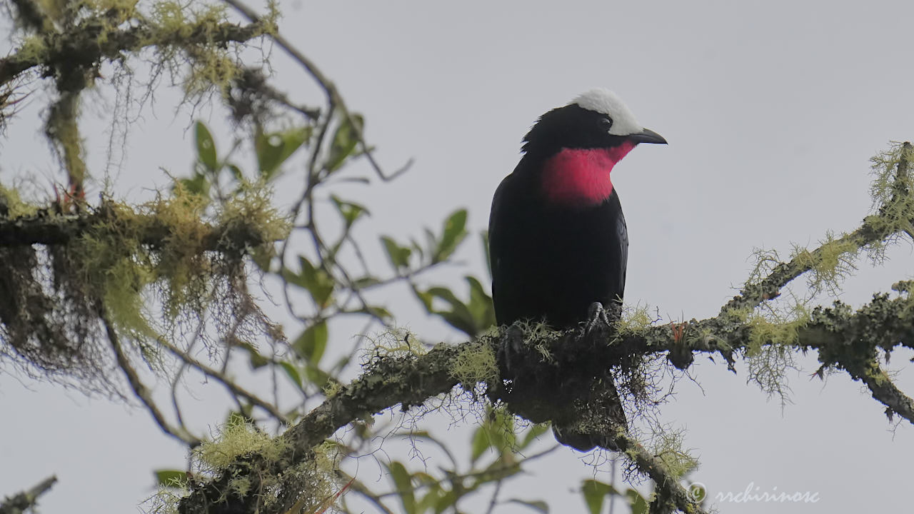 White-capped tanager