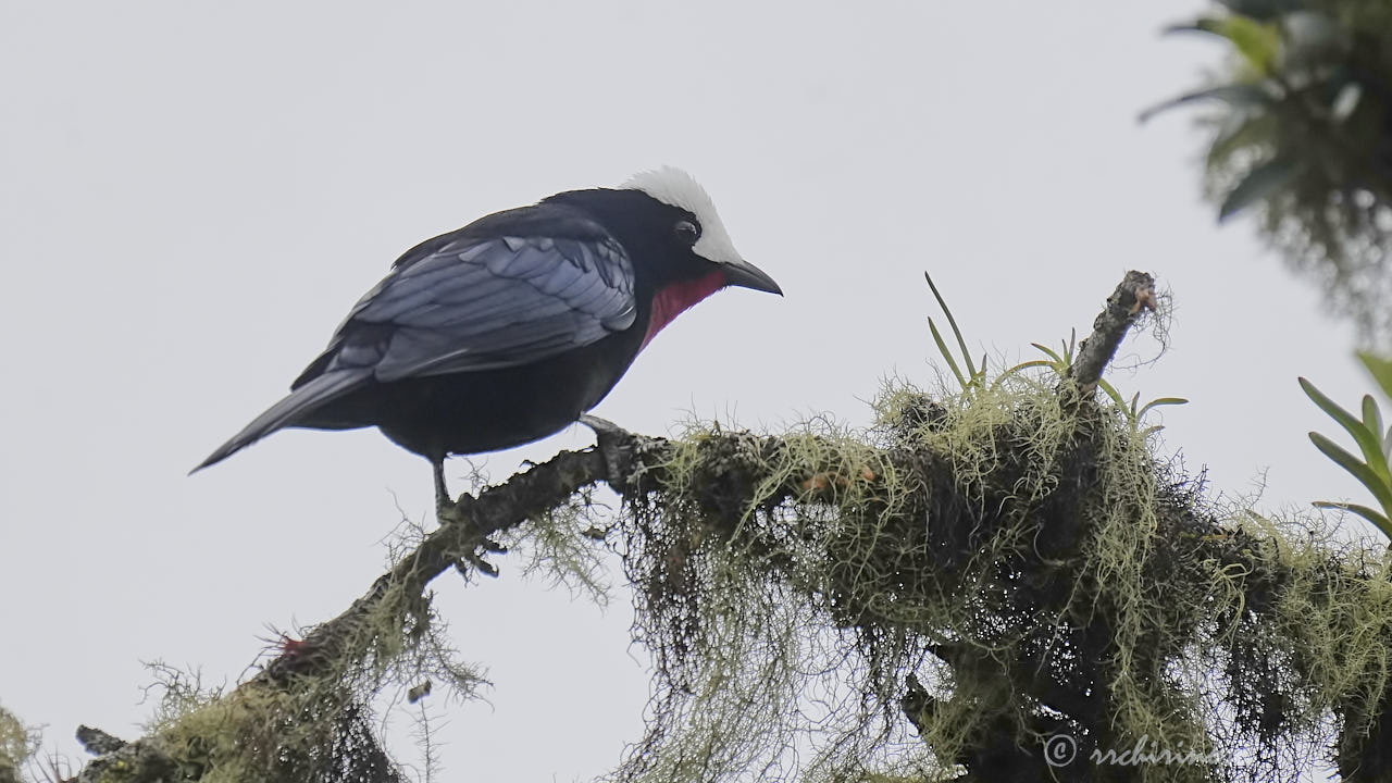 White-capped tanager