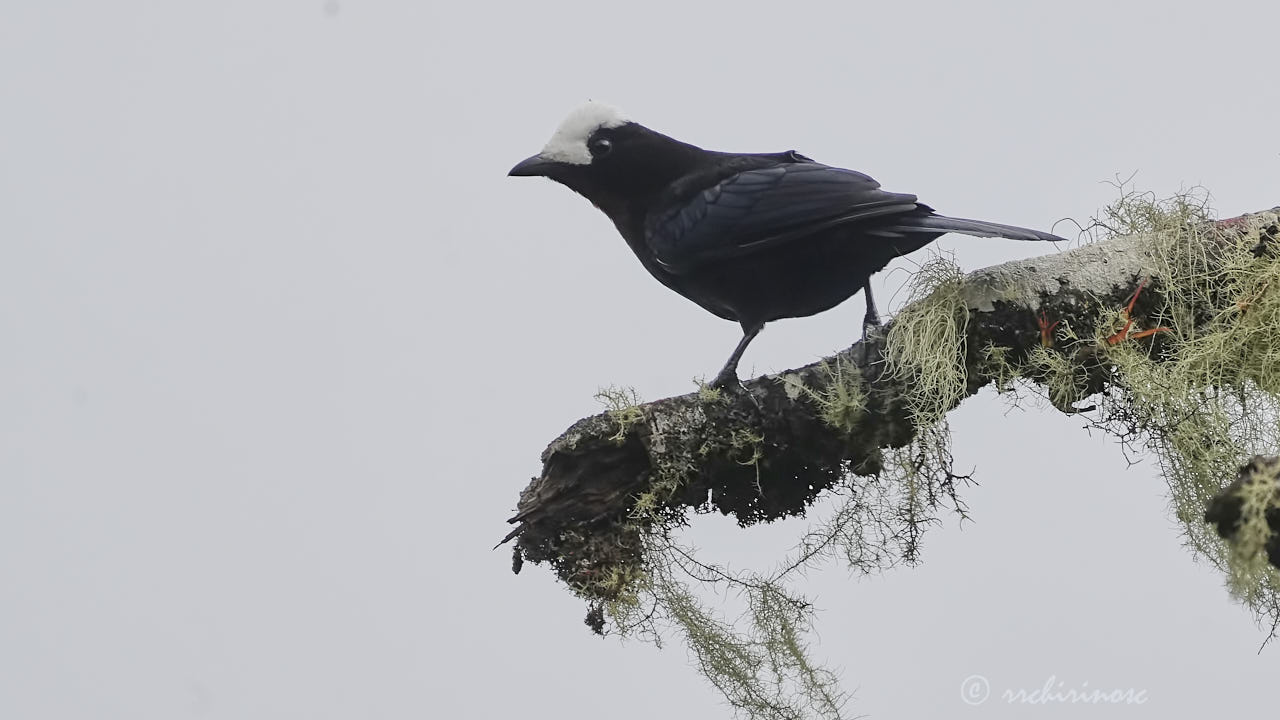 White-capped tanager