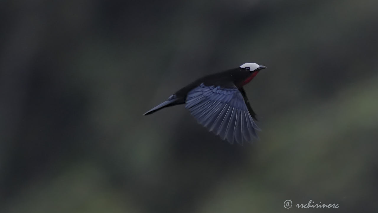 White-capped tanager