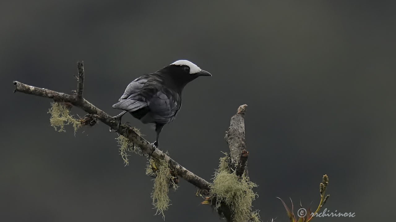 White-capped tanager