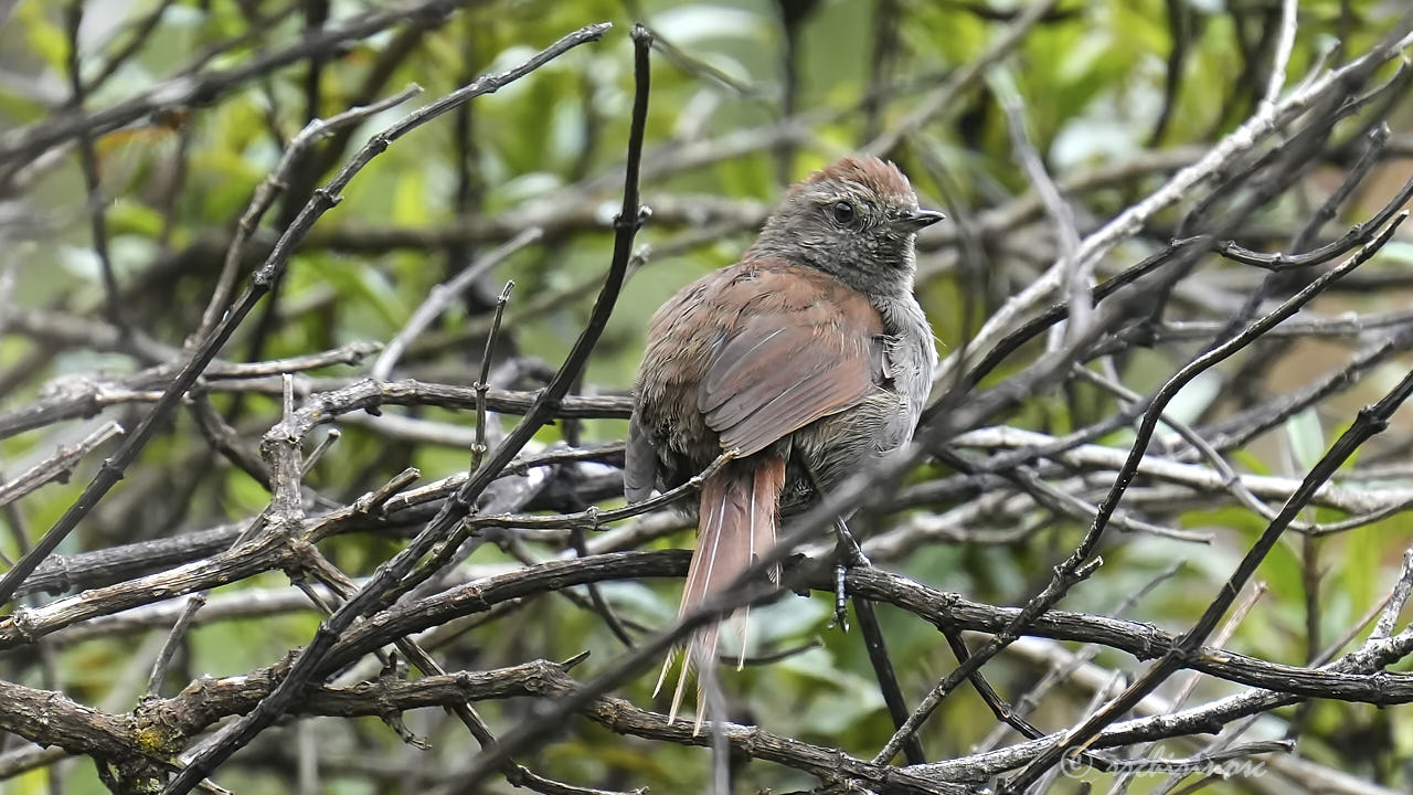 White-chinned thistletail