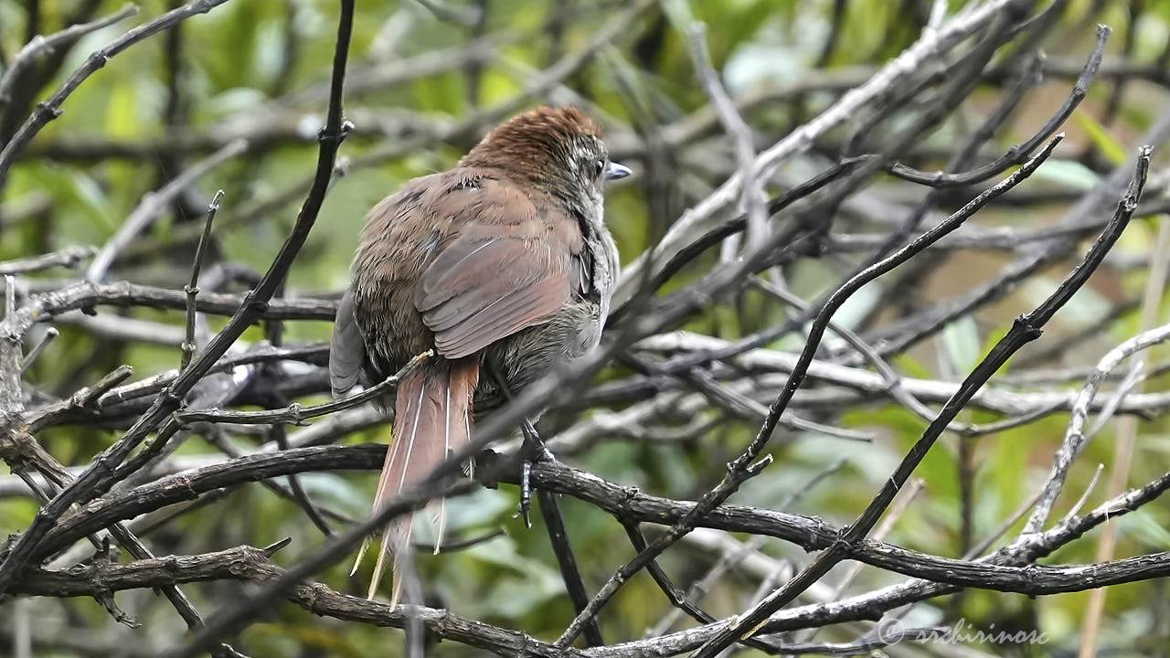 White-chinned thistletail