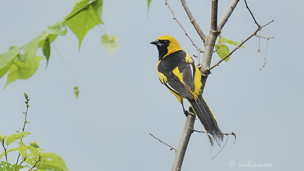 White-edged oriole