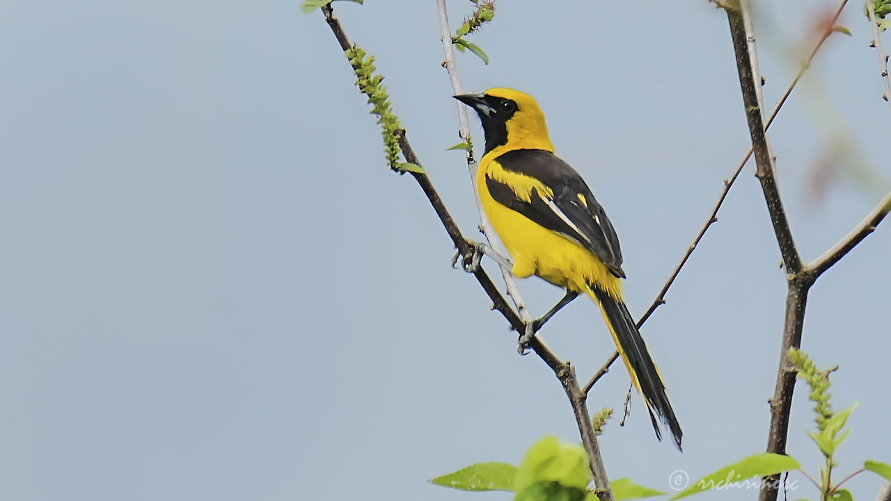 White-edged oriole