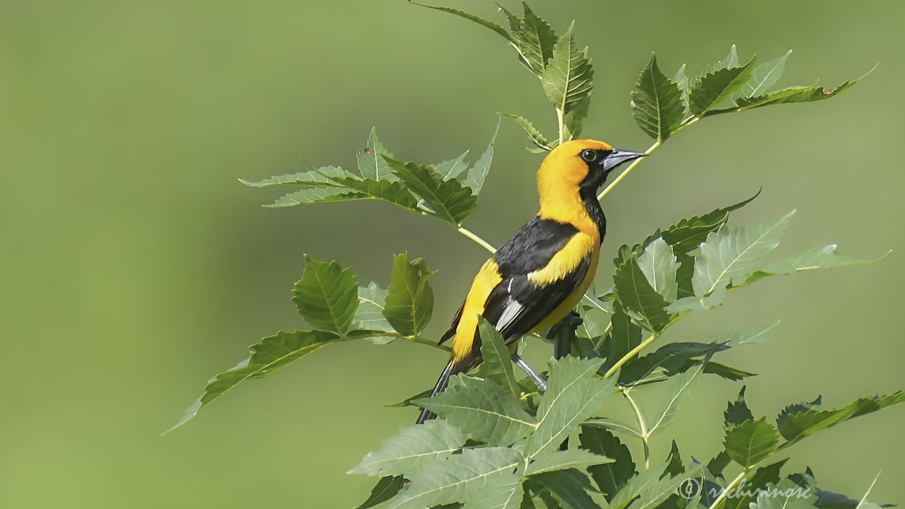 White-edged oriole