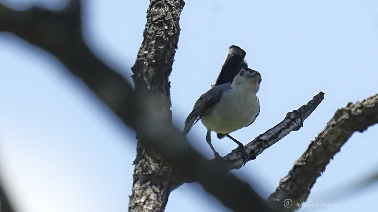 White-headed brushfinch
