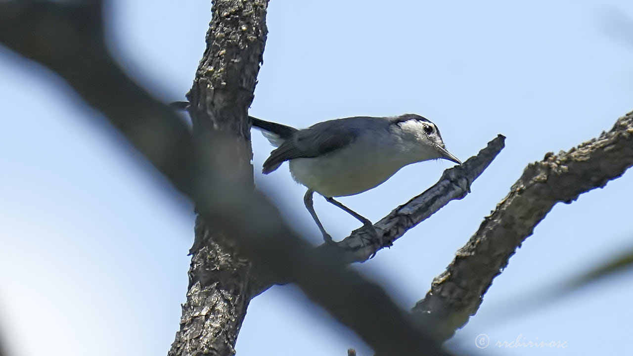 White-headed brushfinch