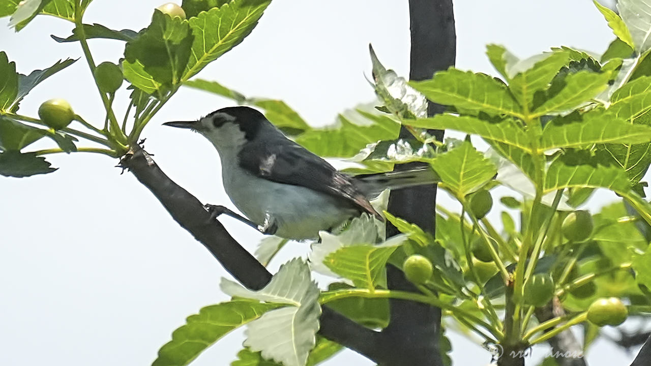 White-headed brushfinch