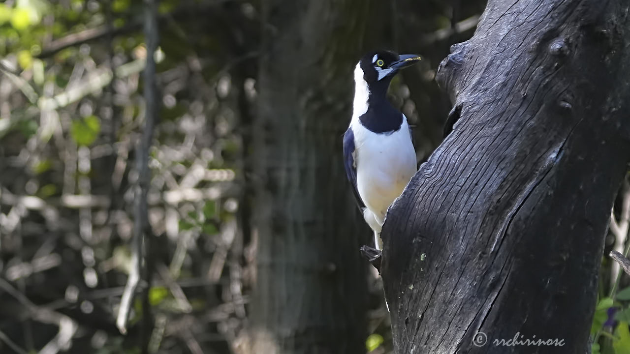 White-tailed jay