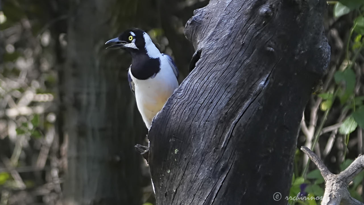 White-tailed jay