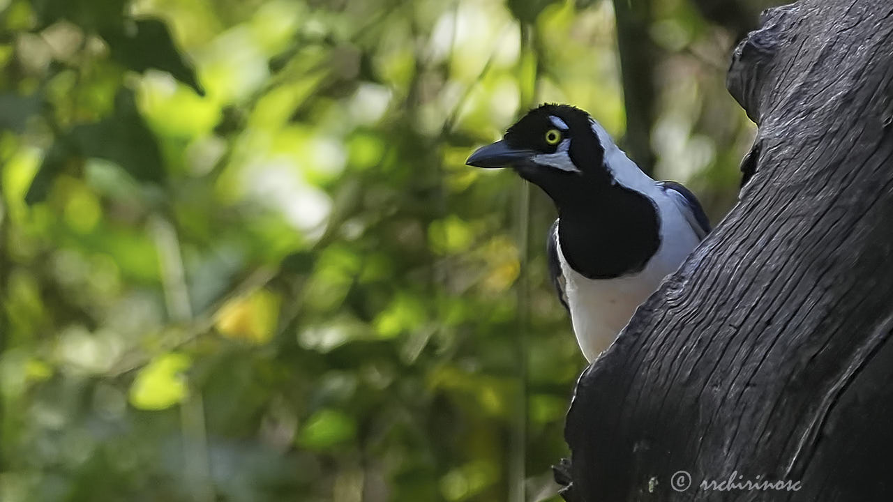 White-tailed jay