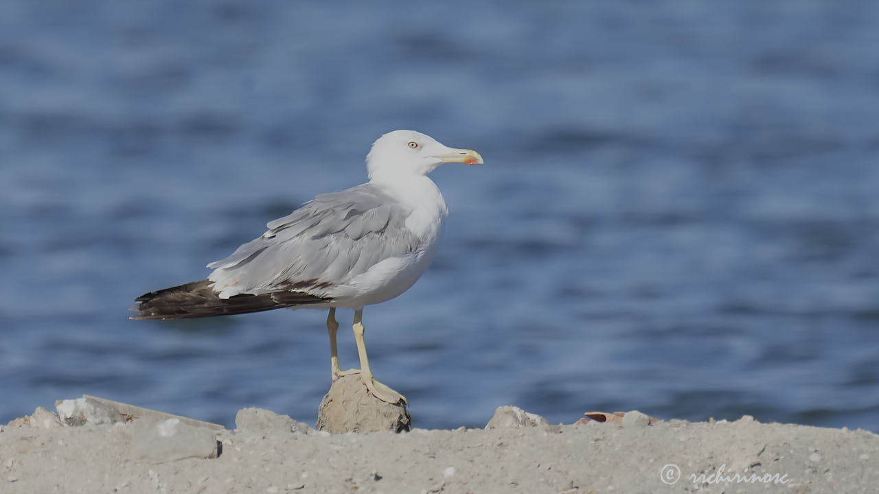 Yellow-legged gull