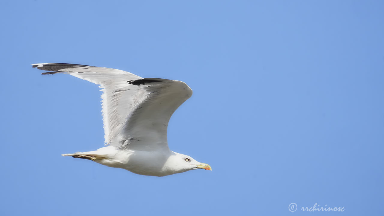 Yellow-legged gull