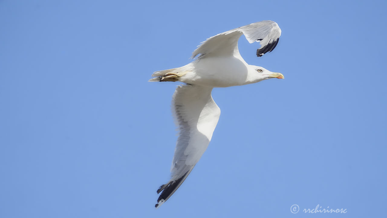 Yellow-legged gull