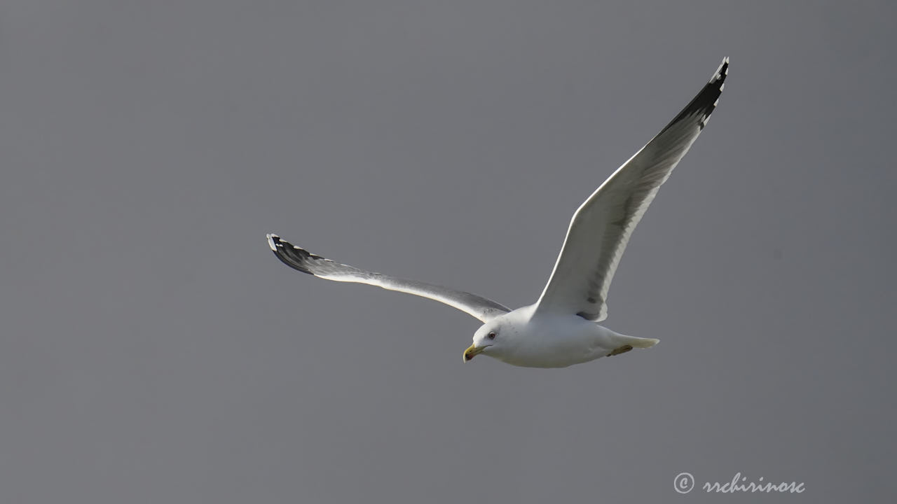 Yellow-legged gull