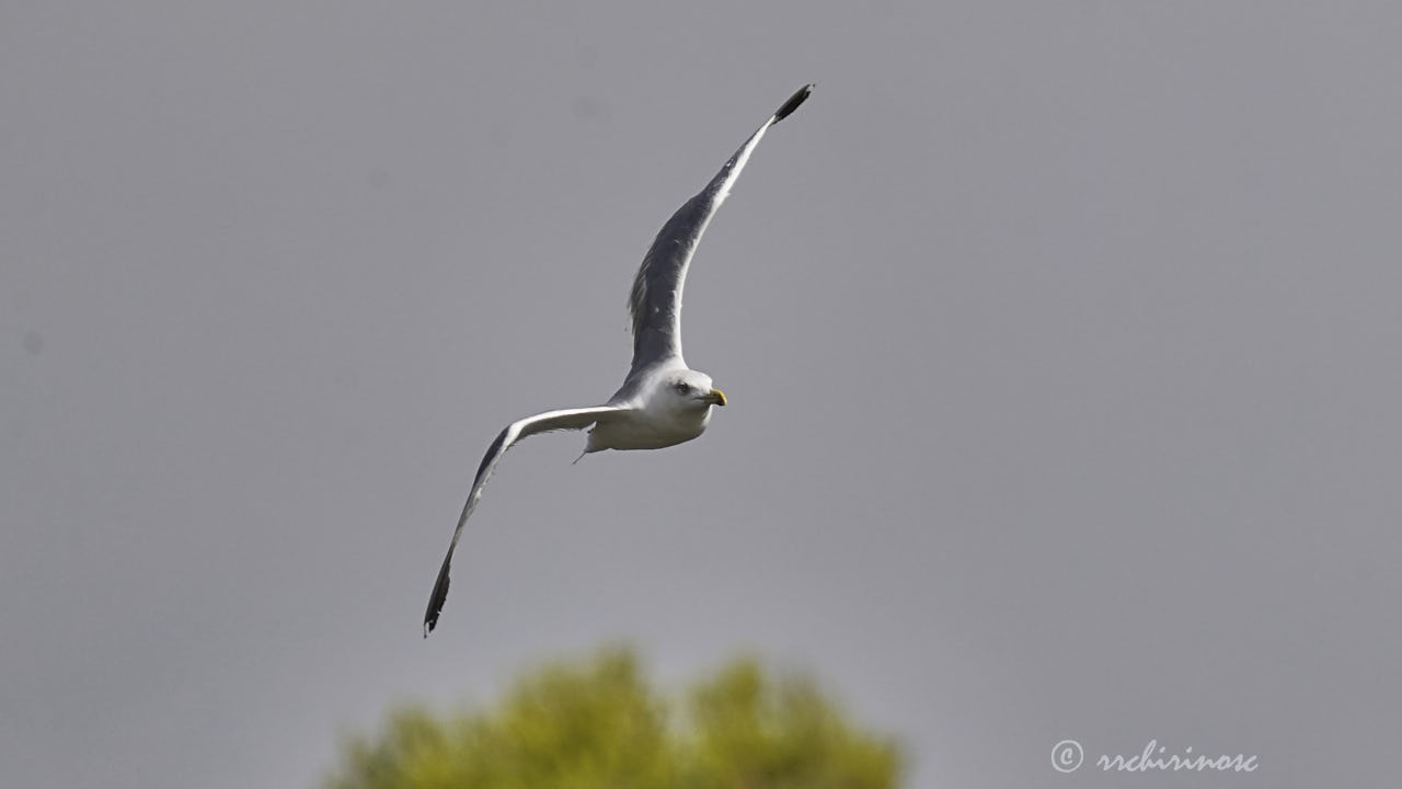 Yellow-legged gull