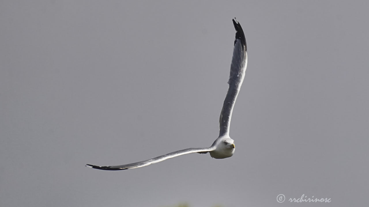 Yellow-legged gull