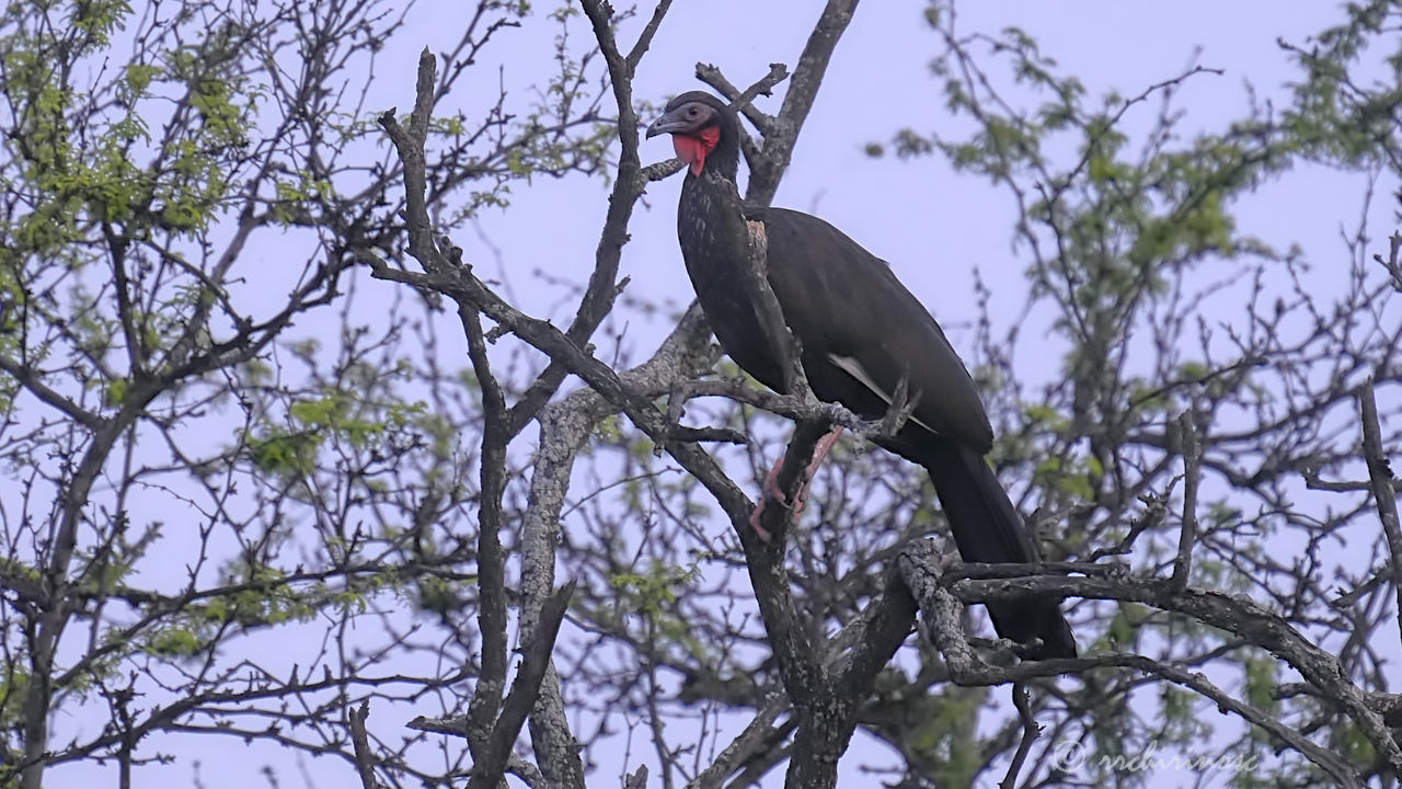 White-winged guan